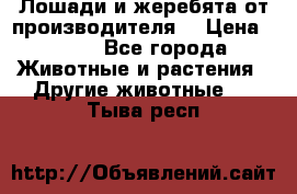 Лошади и жеребята от производителя. › Цена ­ 120 - Все города Животные и растения » Другие животные   . Тыва респ.